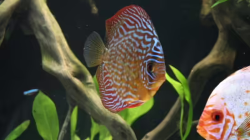 Besatz im Aquarium Becken 19557 von Thomas Brandt (13)