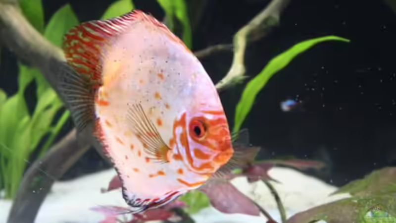 Besatz im Aquarium Becken 19557 von Thomas Brandt (14)