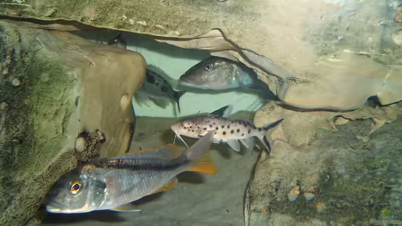 Besatz im Aquarium Becken 196 von Heider Frank (11)