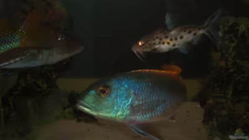 Besatz im Aquarium Becken 196 von Heider Frank (4)