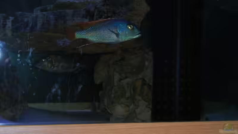 Besatz im Aquarium Becken 196 von Heider Frank (6)