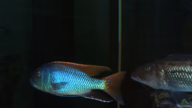 Besatz im Aquarium Becken 196 von Heider Frank (7)