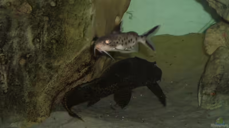 Besatz im Aquarium Becken 196 von Heider Frank (8)