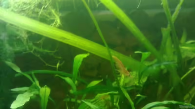 Besatz im Aquarium Becken 19623 von Morten (11)