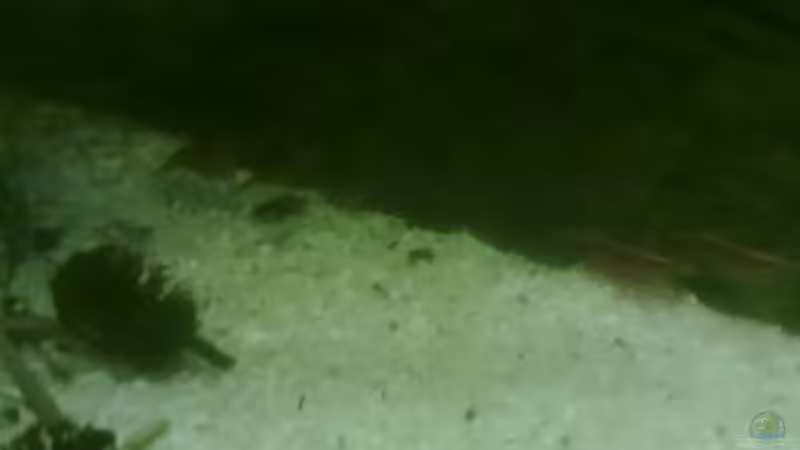 Besatz im Aquarium Becken 19623 von Morten (12)