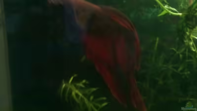 Besatz im Aquarium Becken 19623 von Morten (5)