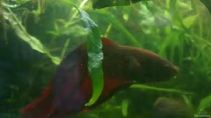 Besatz im Aquarium Becken 19623 von Morten (6)