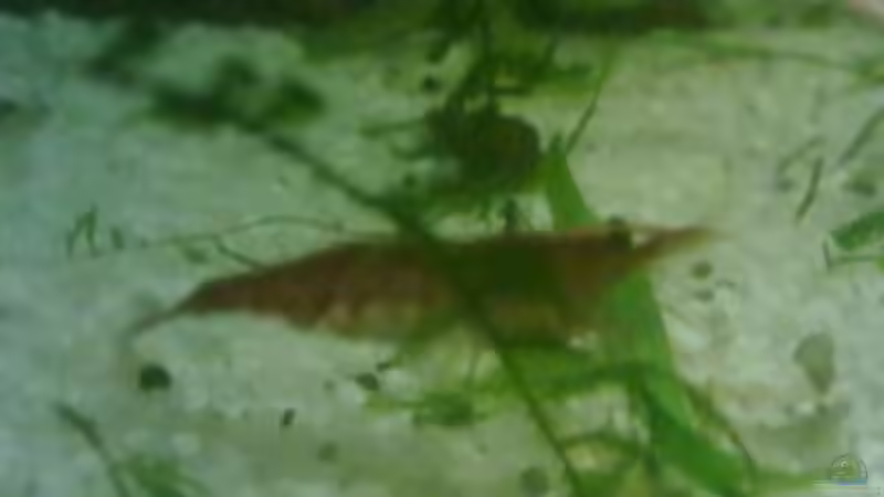 Besatz im Aquarium Becken 19623 von Morten (7)