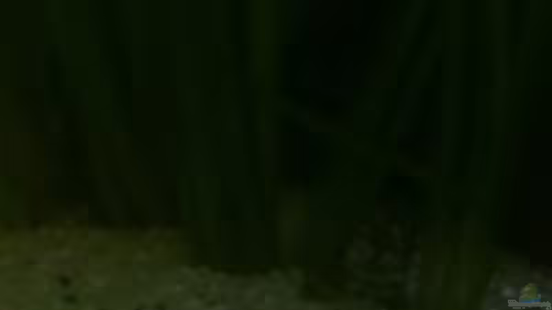 Besatz im Aquarium Becken 19623 von Morten (9)