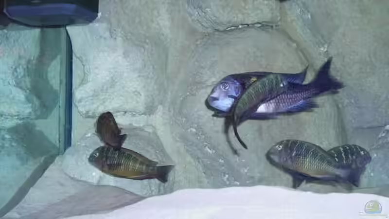 Besatz im Aquarium Becken 1965 von Christian Jung (15)