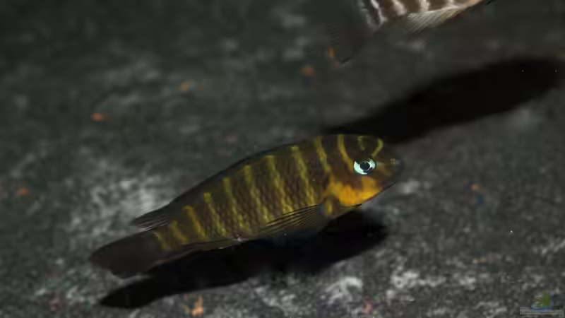 Besatz im Aquarium Becken 1971 --!!Zum Verkauf!!-- von Tobias Laudenberg (14)