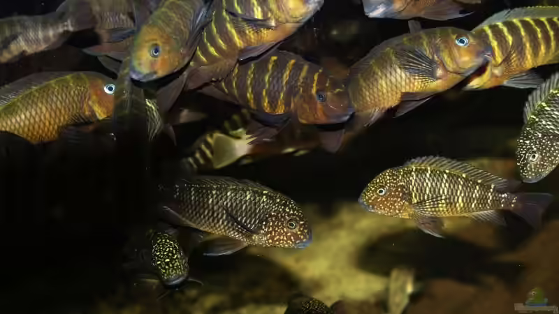 Besatz im Aquarium Becken 1971 --!!Zum Verkauf!!-- von Tobias Laudenberg (6)