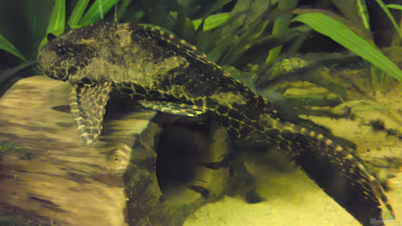 Besatz im Aquarium Becken 19753 (Existiert nicht mehr Aufgelöst) von Peter Tippmar (18)