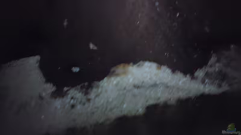 Besatz im Aquarium Becken 19753 (Existiert nicht mehr Aufgelöst) von Peter Tippmar (20)