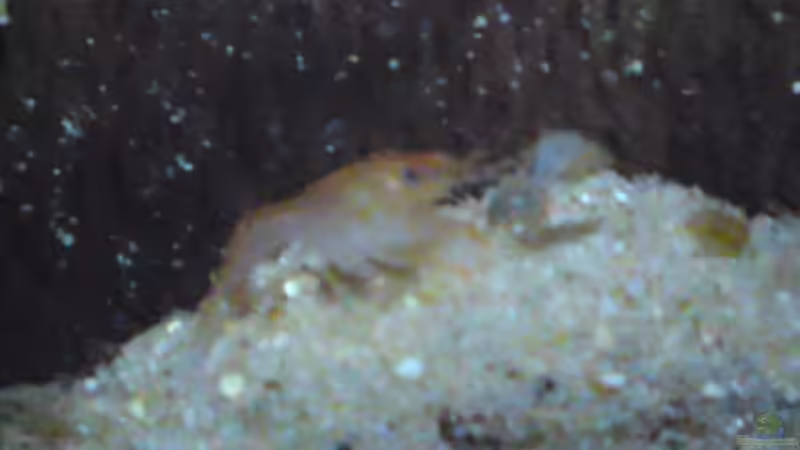 Besatz im Aquarium Becken 19753 (Existiert nicht mehr Aufgelöst) von Peter Tippmar (21)