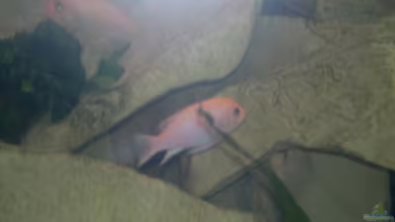 Besatz im Aquarium Becken 19756 von coupe320i (12)