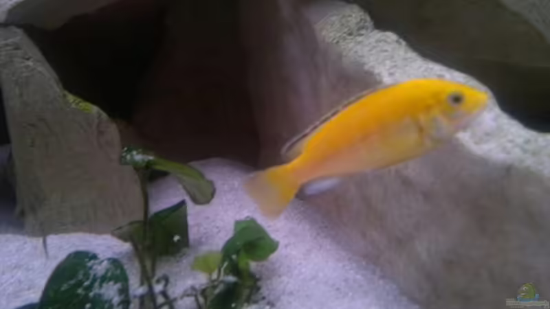 Besatz im Aquarium Becken 19756 von coupe320i (15)