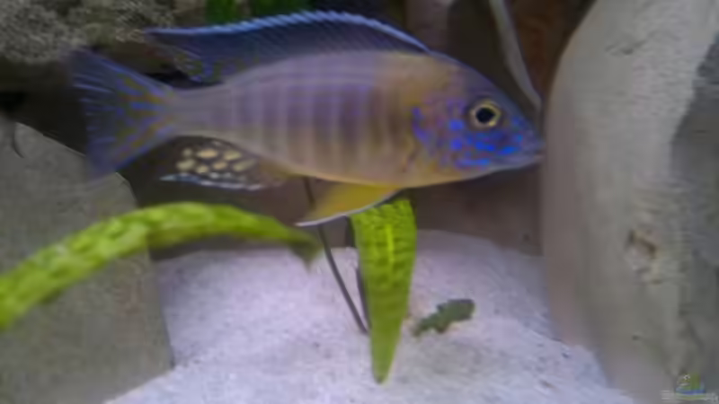 Besatz im Aquarium Becken 19756 von coupe320i (17)