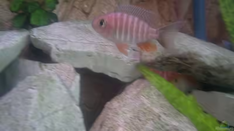 Besatz im Aquarium Becken 19756 von coupe320i (18)