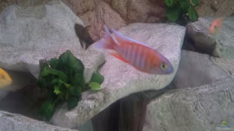 Besatz im Aquarium Becken 19756 von coupe320i (19)