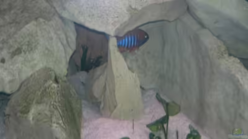 Besatz im Aquarium Becken 19756 von coupe320i (20)