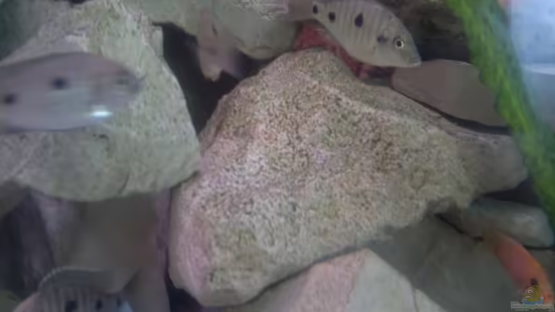 Besatz im Aquarium Becken 19756 von coupe320i (21)