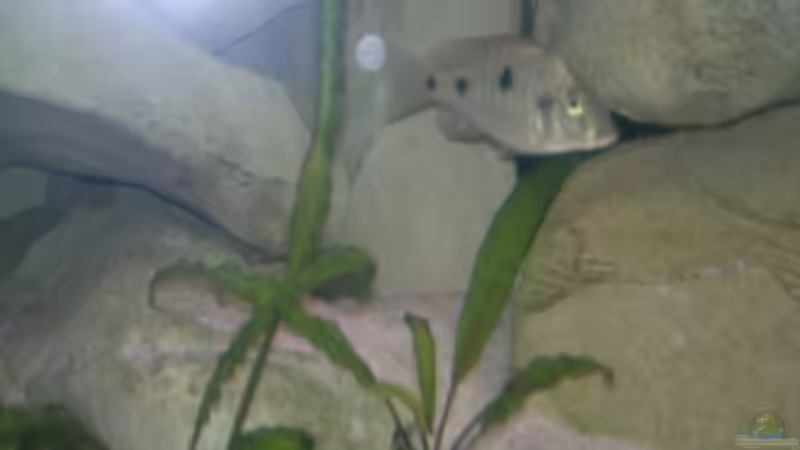 Besatz im Aquarium Becken 19756 von coupe320i (23)