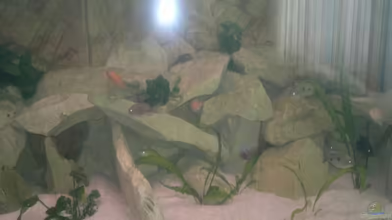 Besatz im Aquarium Becken 19756 von coupe320i (7)