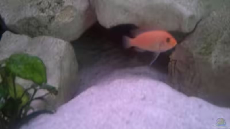 Besatz im Aquarium Becken 19756 von coupe320i (8)