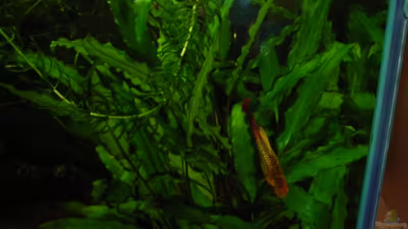 Besatz im Aquarium Becken 1976 von Martin Kind (16)