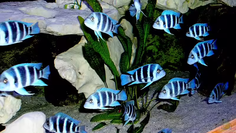 Besatz im Aquarium Becken 1977 von Wolfgang Schlader (3)