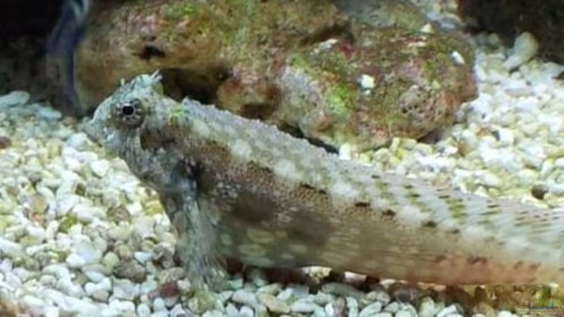 Besatz im Aquarium Becken 19782 von Harald (27)