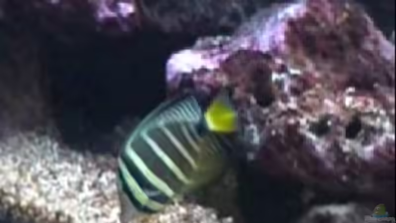 Besatz im Aquarium Becken 19782 von Harald (28)