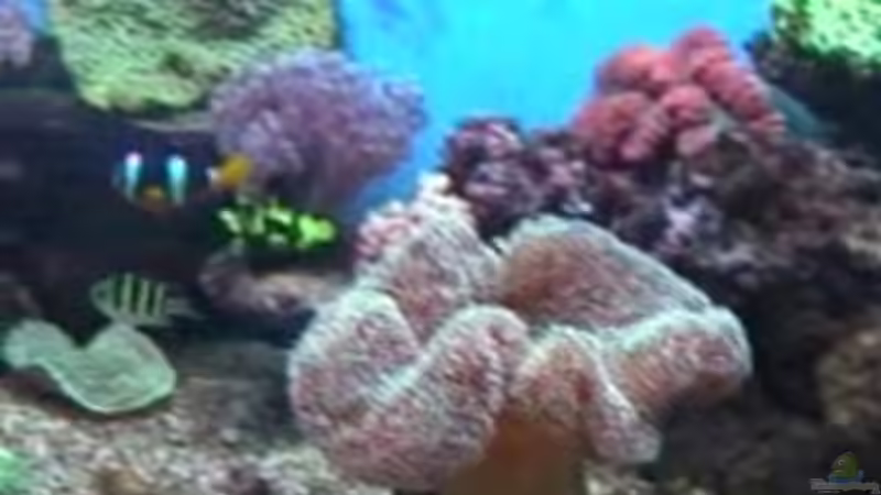 Besatz im Aquarium Becken 19782 von Harald (30)