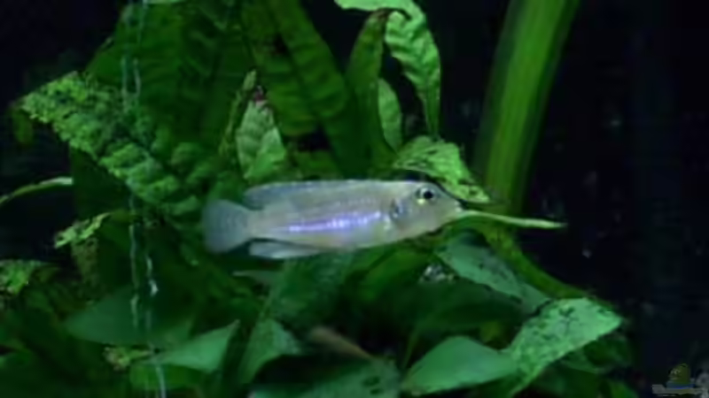 Besatz im Aquarium Becken 198 von Oliver Lutz (10)