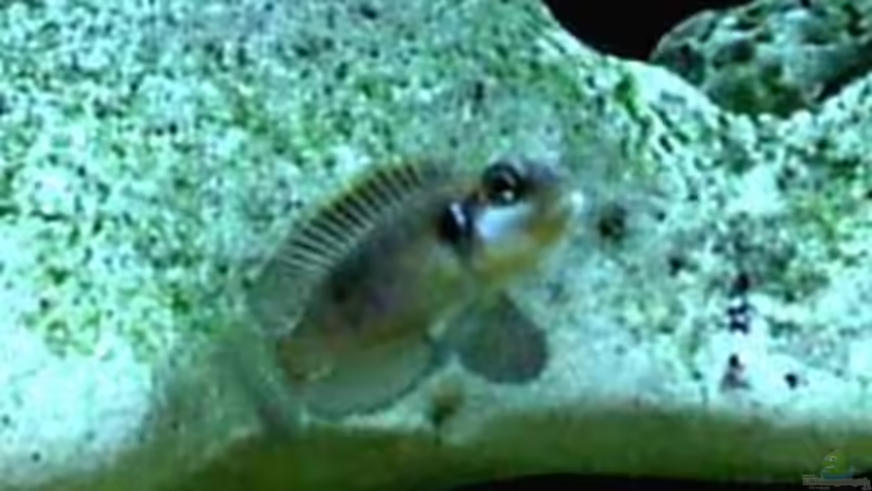 Besatz im Aquarium Becken 198 von Oliver Lutz (11)