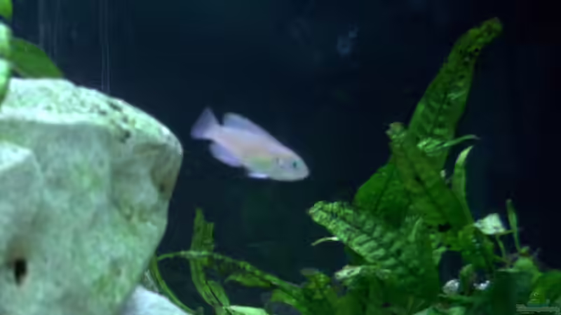 Besatz im Aquarium Becken 198 von Oliver Lutz (4)