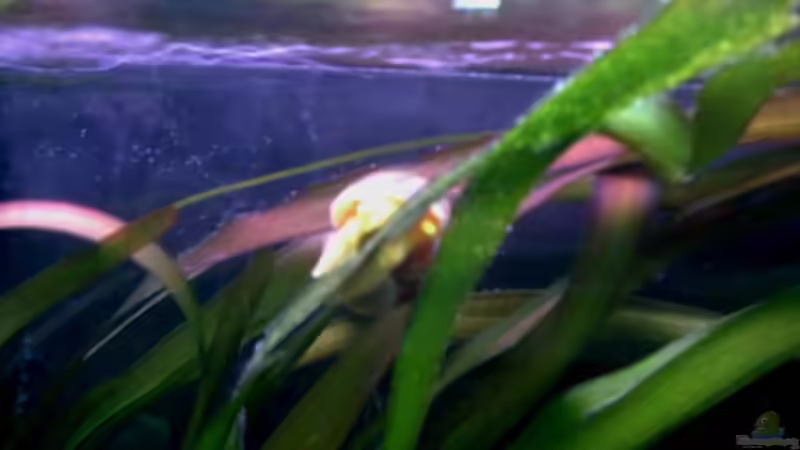 Besatz im Aquarium Becken 198 von Oliver Lutz (5)