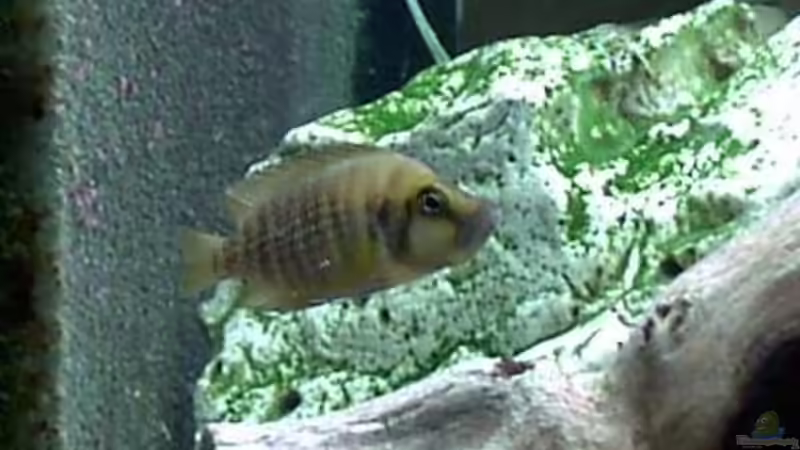 Besatz im Aquarium Becken 198 von Oliver Lutz (8)