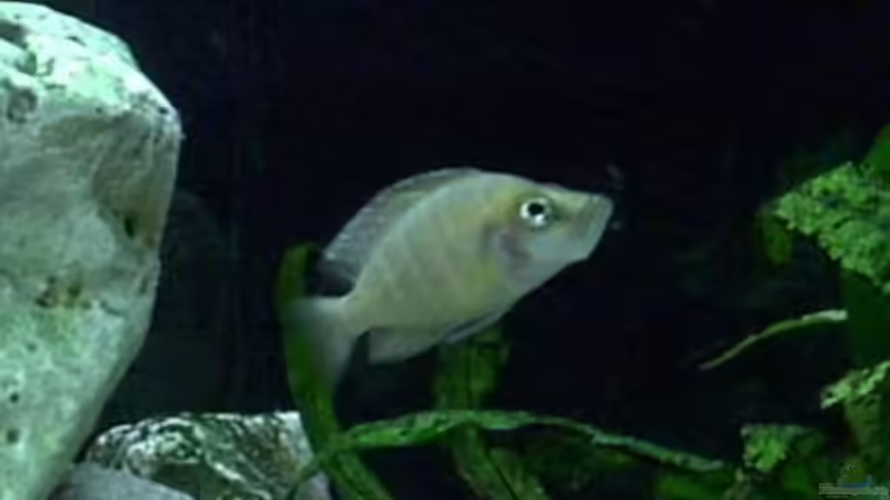 Besatz im Aquarium Becken 198 von Oliver Lutz (9)