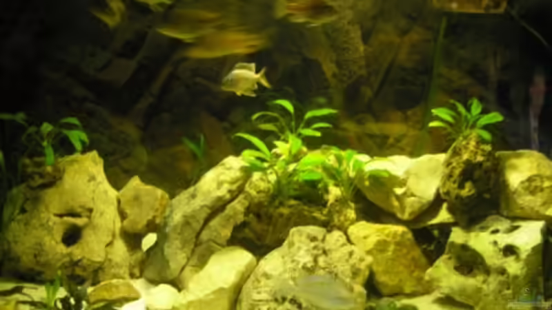 Besatz im Aquarium Becken 19811 von guido400 (10)