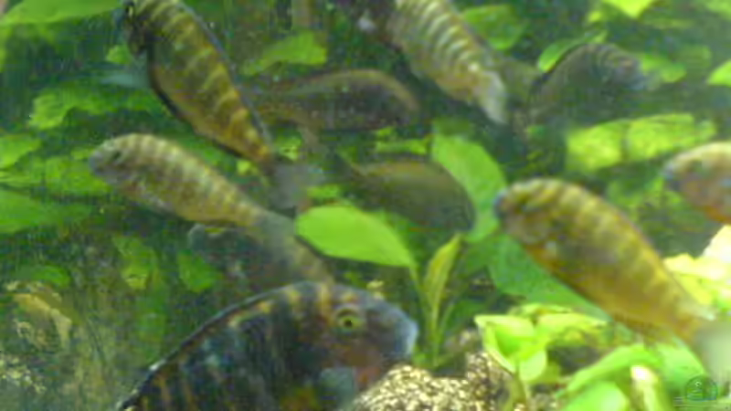 Besatz im Aquarium Becken 1982 von Markus Ludwar (18)