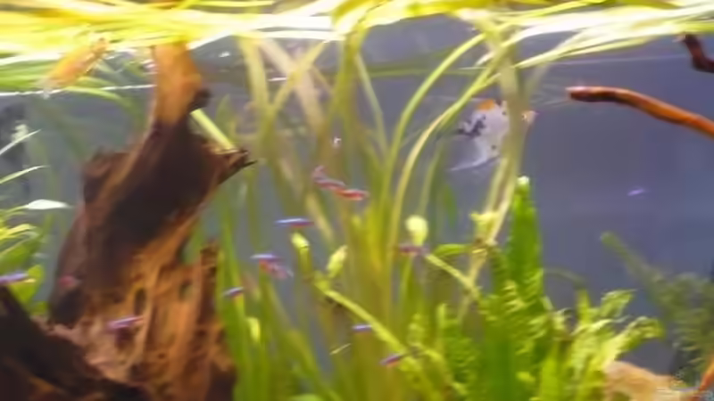 Besatz im Aquarium Becken 19859 von Dito (13)