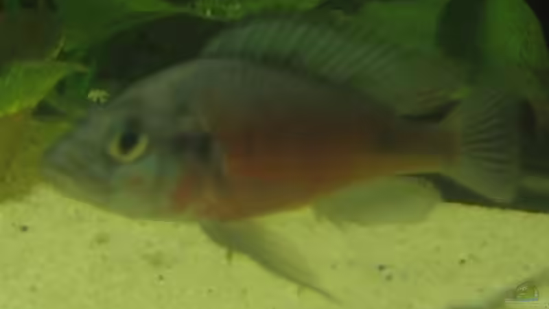 Besatz im Aquarium Becken 199 von Katrin Bärwald (12)