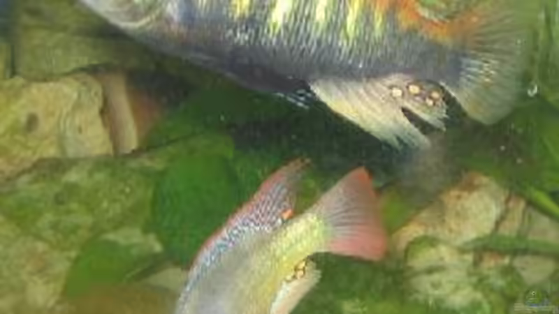 Besatz im Aquarium Becken 199 von Katrin Bärwald (15)