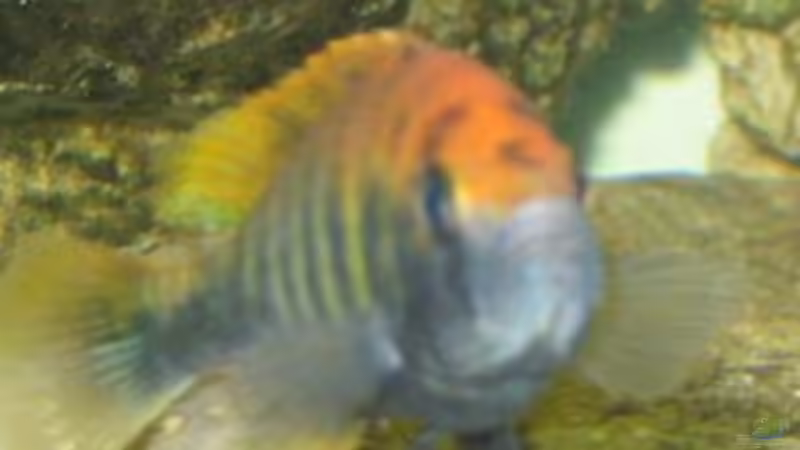 Besatz im Aquarium Becken 199 von Katrin Bärwald (8)