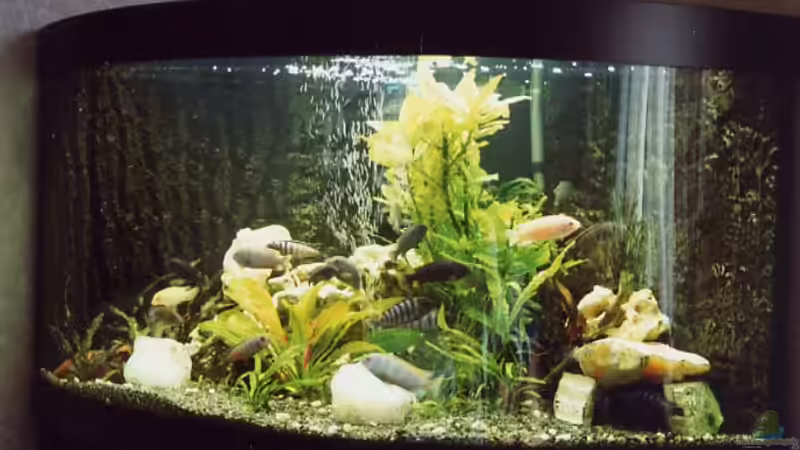 Besatz im Aquarium Becken 1990 von Markus Huber (5)