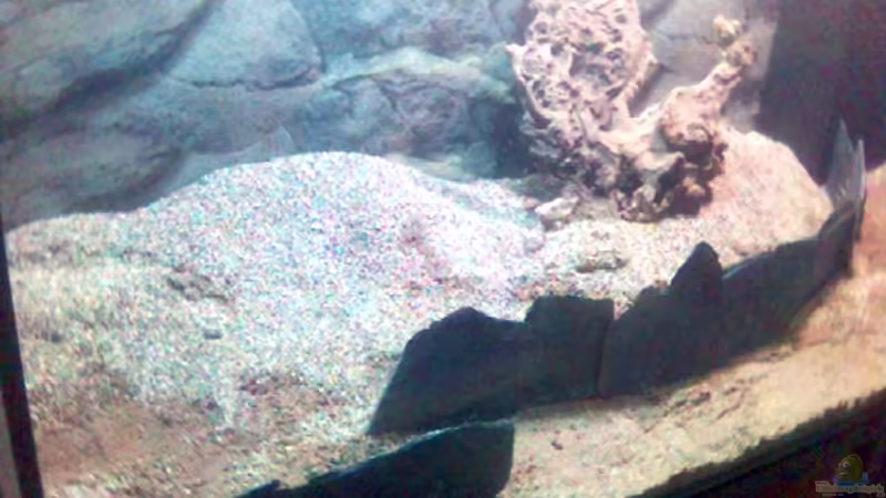 Besatz im Aquarium Becken 1990 von Markus Huber (6)