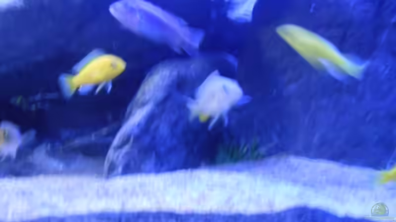 Besatz im Aquarium Becken 2 von Rolf D (3)