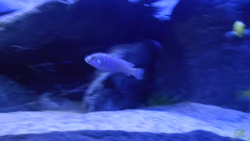 Besatz im Aquarium Becken 2 von Rolf D (4)